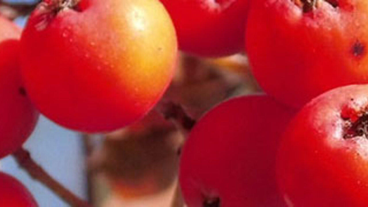 Grobes Bärlauchpesto : Phaenologie am LANUV Grobes Bärlauchpesto : Phaenologie am LANUV